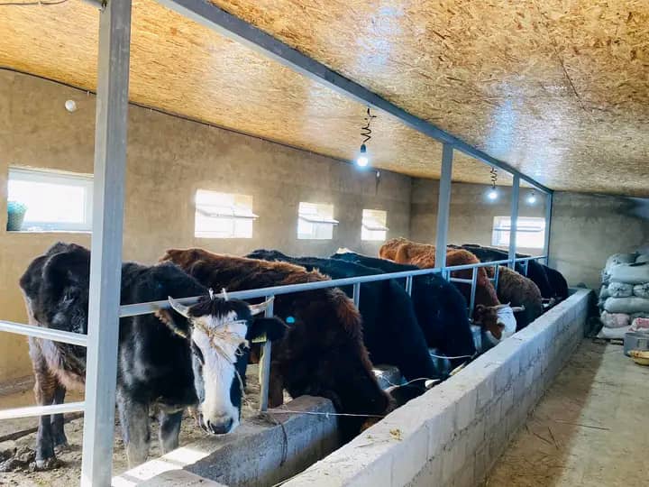 Атбашылык Бурул БАТАЕВА типтүү сарай салып, малдын санынан сапатка өтүүдө